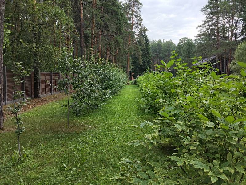 Посадка сиреней и яблонь